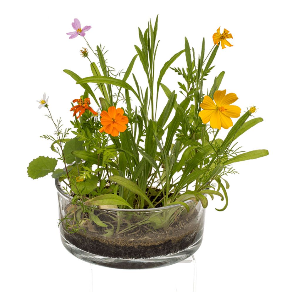 Ramillete de flores en una lata